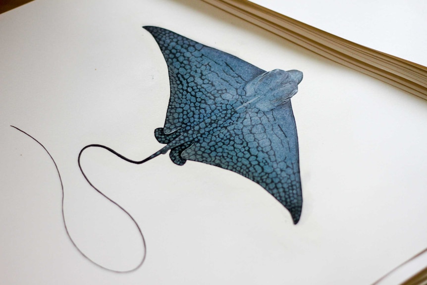 Lindsay Marshall's scientific illustrations of rays