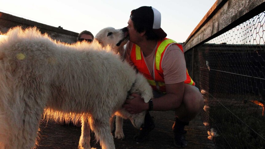 A man in a baseball cap gets affection from two maremma dogs