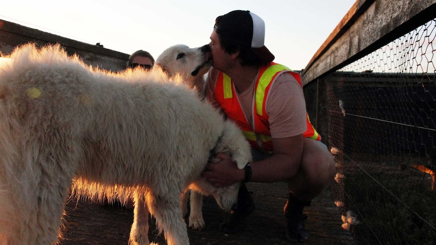 Volunteer Tom Stanfield receives a kiss from Mezzo the maremma