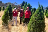 Two adults and a teenager stand amongst their Christmas tree plantation with their horse dressed in Santa outfits