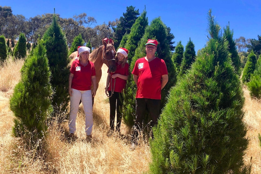 Two adults and a teenager stand amongst their Christmas tree plantation with their horse dressed in Santa outfits