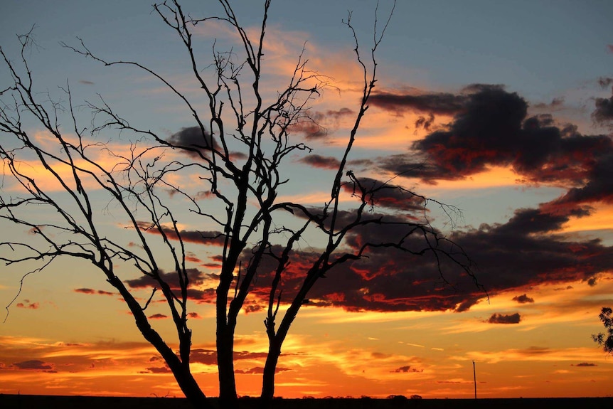 A colourful sky lights up as the sun sets behind a dead tree.