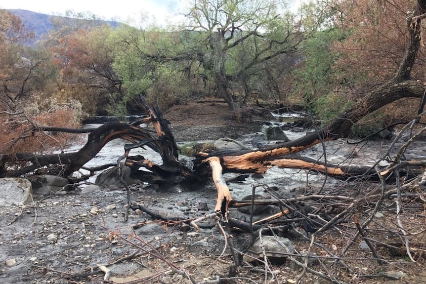 A large, blackened, dead tree has fallen into a creek that has blackened water