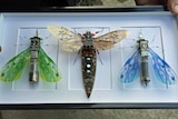 Mounted recycled bugs