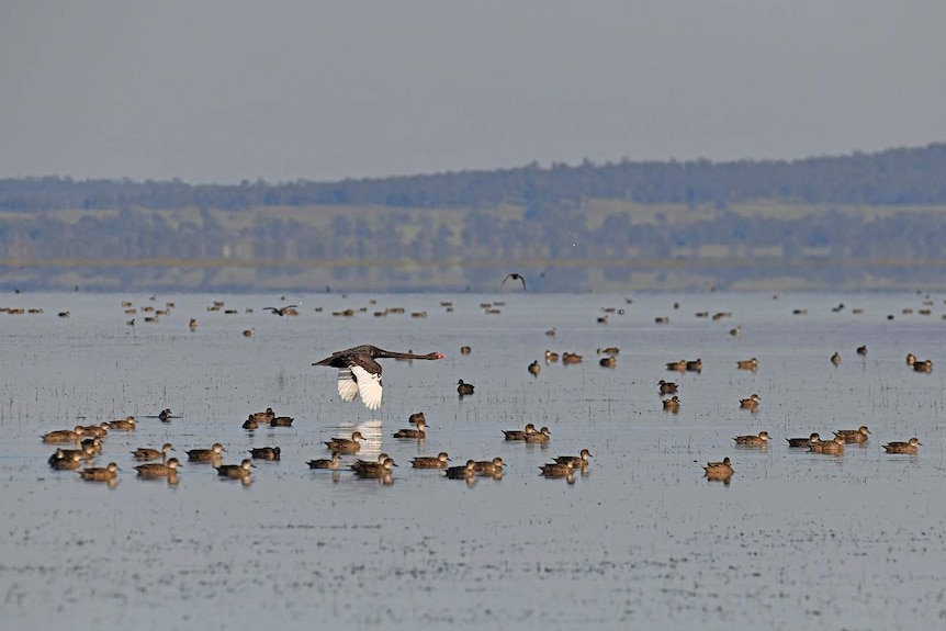 A swan flies above other birds on a lake.