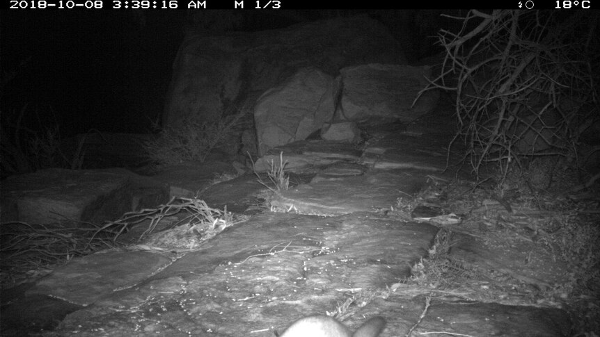 nightime picture of possum in the Kalbarri National Park.