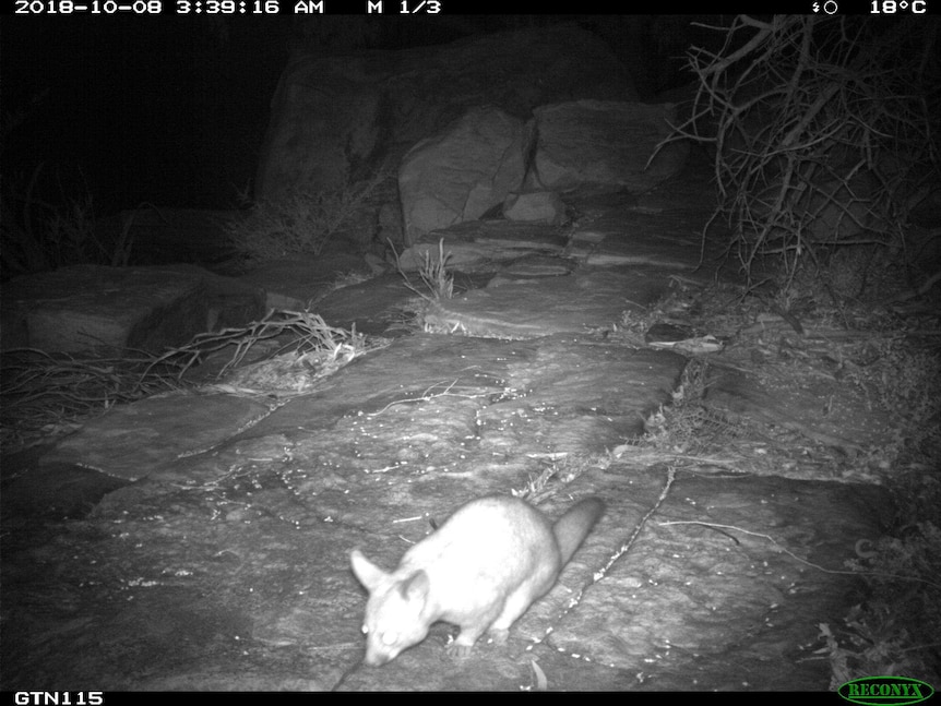 nightime picture of possum in the Kalbarri National Park.