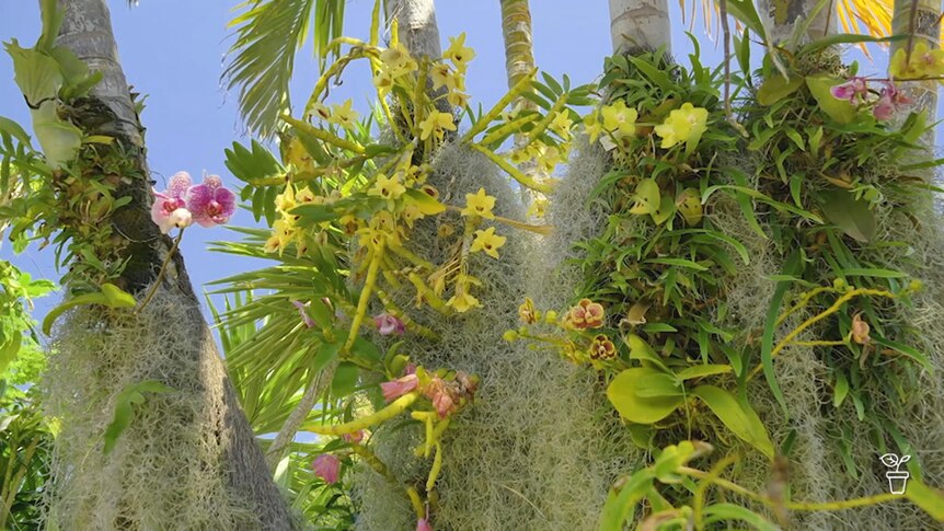 Orchids and epiphytes growing on trees in a sunny garden.