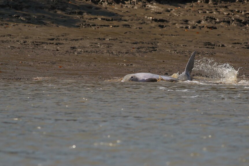 A humpback dolphin lays partially exposed on a mudbank.