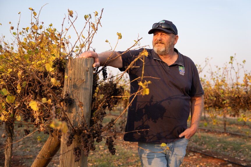 A man leaning on a post supporting a row of vines.