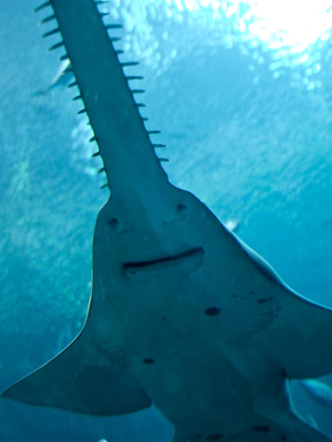 When sawfish go wild: Released aquarium animals learn to swim with current,  study finds - ABC News