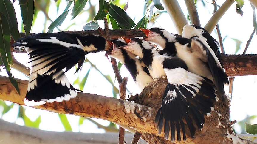 Three chicks are fed in a tree.