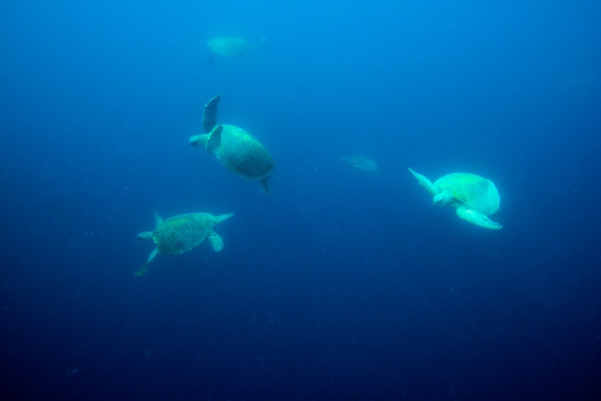 Green turtles swimming deep in the ocean off Raine Island in north Queensland.