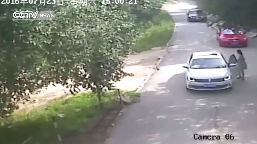 Footage shows tiger attack in China