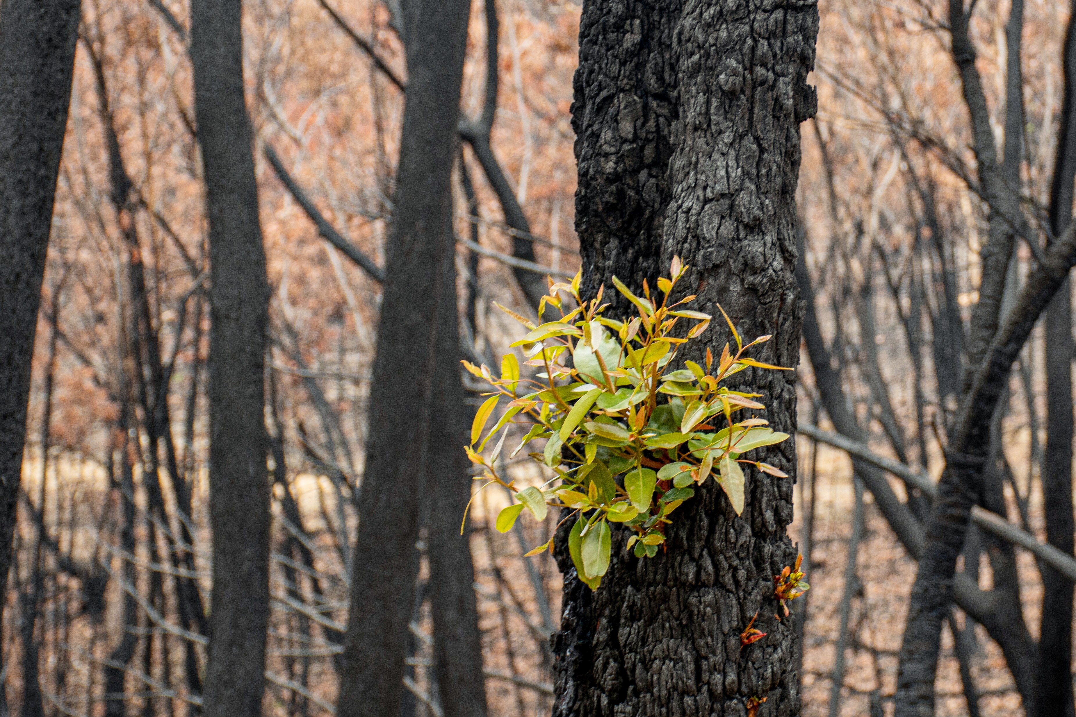Burnt tree with the text "bushfire"