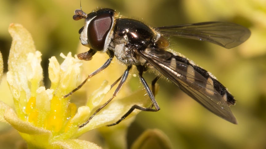Shoo fly, don't bother me: Australia's most common flies and how to keep  them away this summer, Thomas White and Tanya Latty for the Conversation