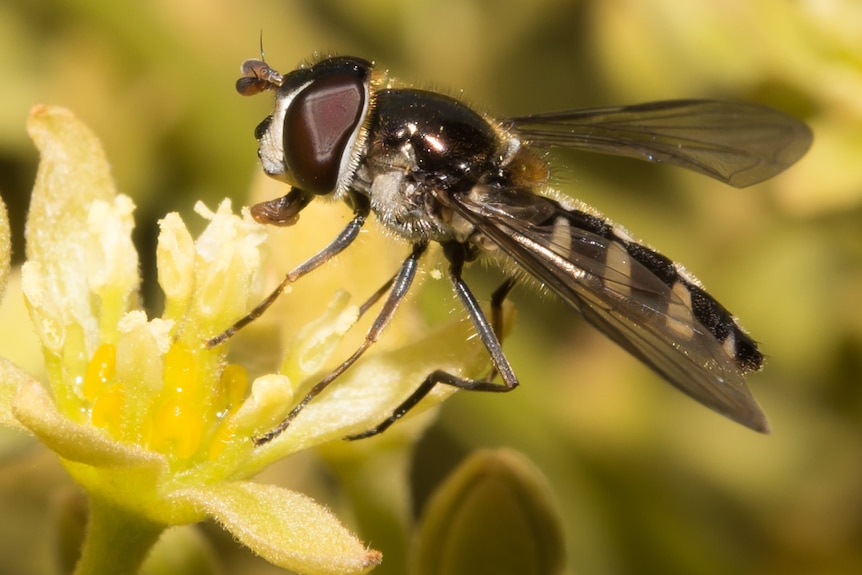 Flies as pollinators: close up