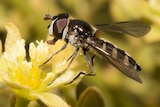 Flies as pollinators: close up