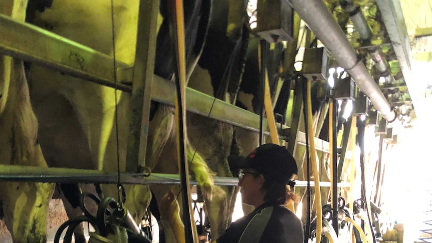A woman wearing a cap and apron milks a cow standing on a platform, with a line of cows either side.