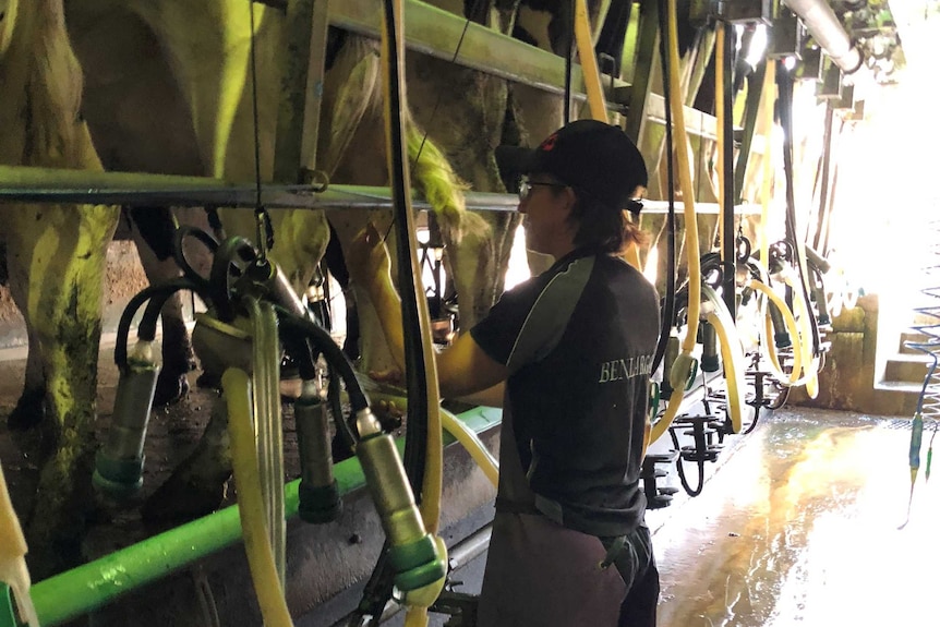 A woman wearing a cap and apron milks a cow standing on a platform, with a line of cows either side.