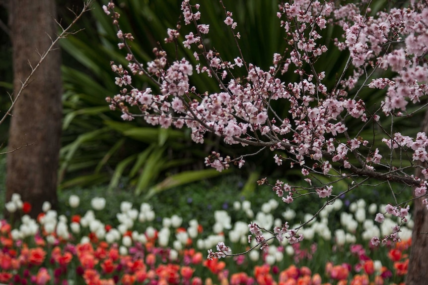 Cherry blossom at Araluen