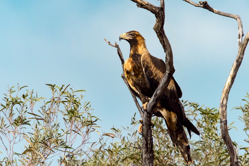 A wedge tailed eagle sits on a tree branch looking off into the distance