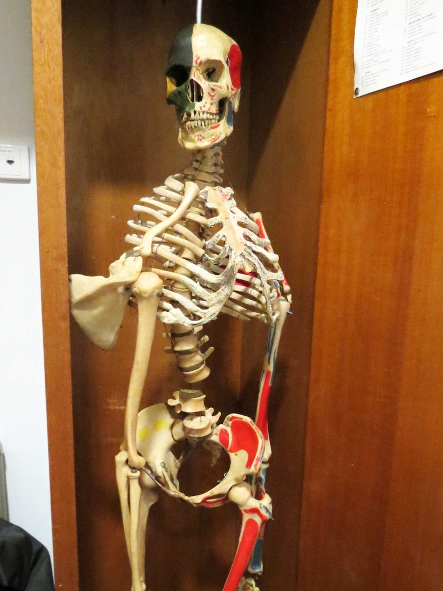 Yorick Bonaparte the anatomy skeleton