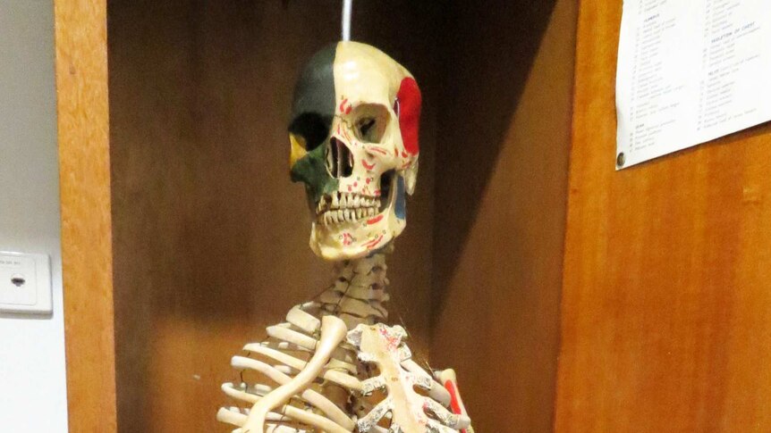 Yorick Bonaparte the anatomy skeleton
