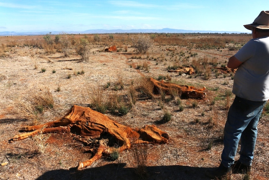 Livestock farmer overlooks dead cattle on his property in the Flinders Ranges