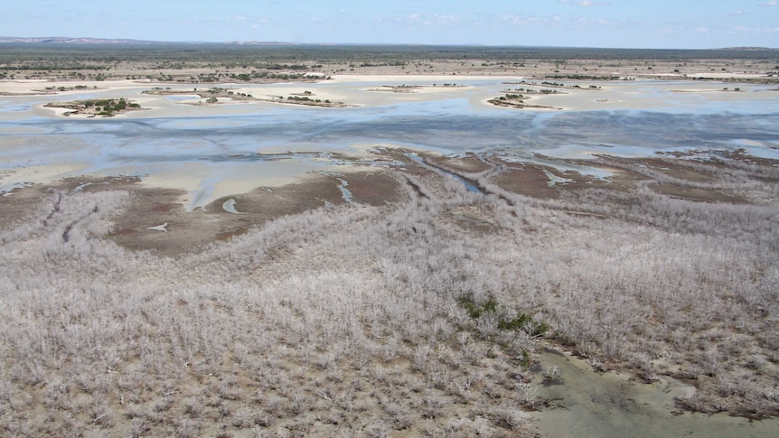 Dead mangroves in Northern Australia