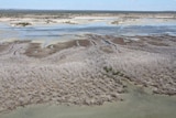 Dead mangroves in Northern Australia