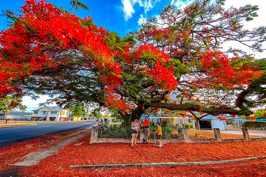 A family stand under a tree filled with red blossom.