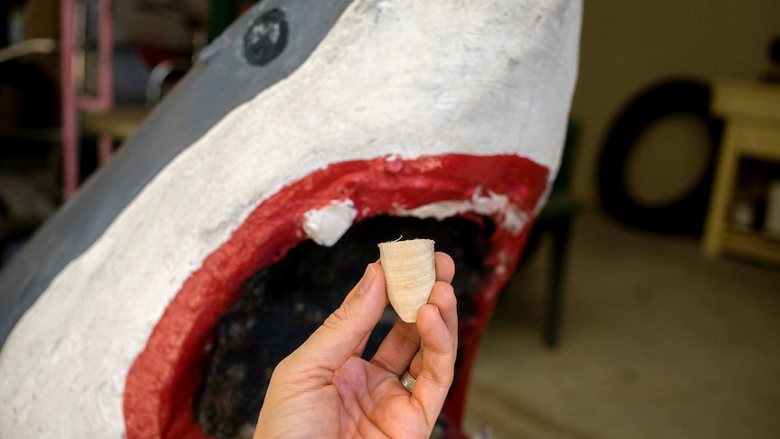 New teeth for Hervey Bay sharks