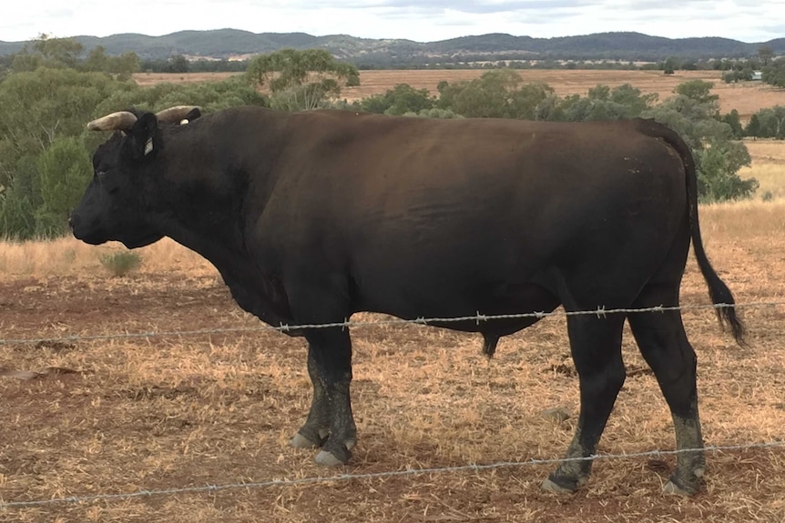 A Wagyu bull standing in a paddock at Jac Wagyu at Bingara.