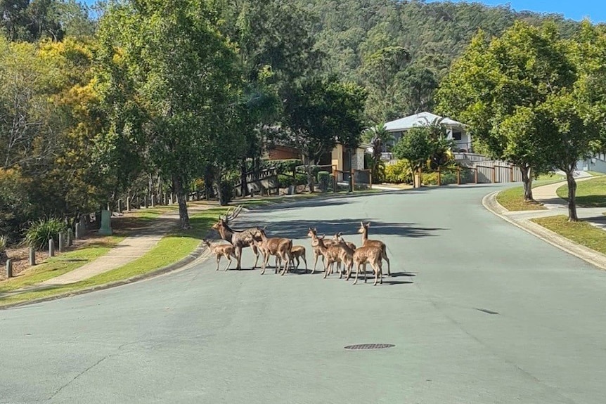 Herd of deer crossing a suburban street.