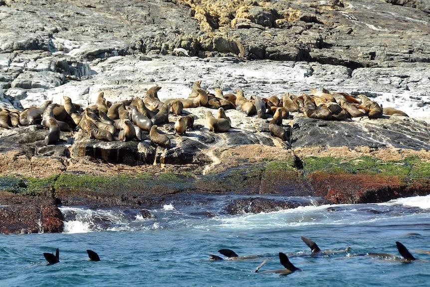 Montague Island seal colony