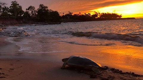 A flatback sea turtle drags itself up the Nightcliff Beach at sunset