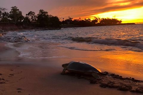 A flatback sea turtle drags itself up the Nightcliff Beach at sunset
