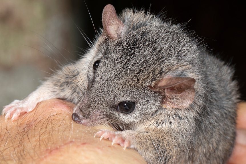 brown grey mouse like marsupial