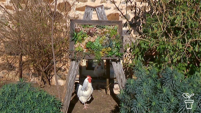 Picture frame filled with succulent plants on easel with chicken standing underneath