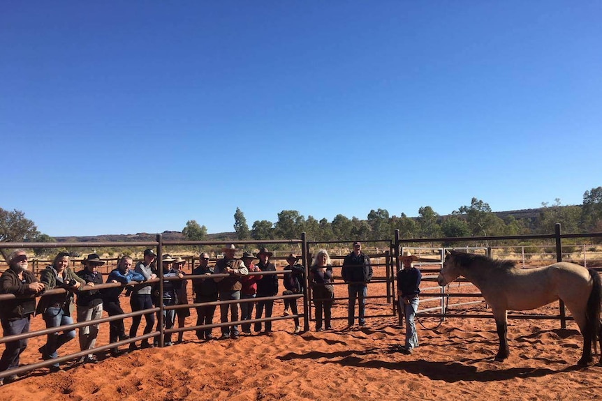 Group of people standing outside ring with horse inside.