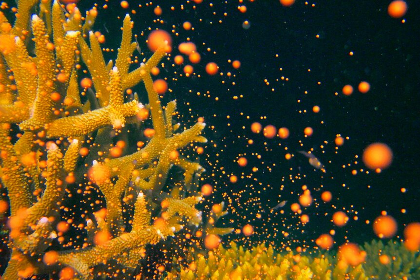 Hundreds of orange dots float in and around yellow staghorn coral in front of dark background.