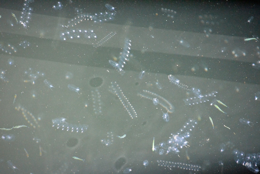 white dots in chain like formations which are the salp creatures in the water