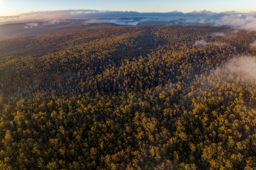 Aerial image looking over forest towards a lake in the distance.