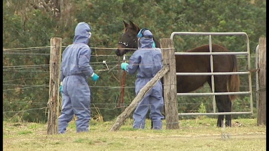 A horse on a property at Park Ridge, south of Brisbane, died last week.