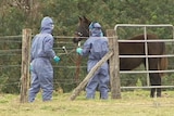 A horse on a property at Park Ridge, south of Brisbane, died last week.