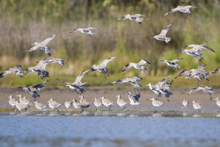A flock of bar-tailed godwits in Tasmania