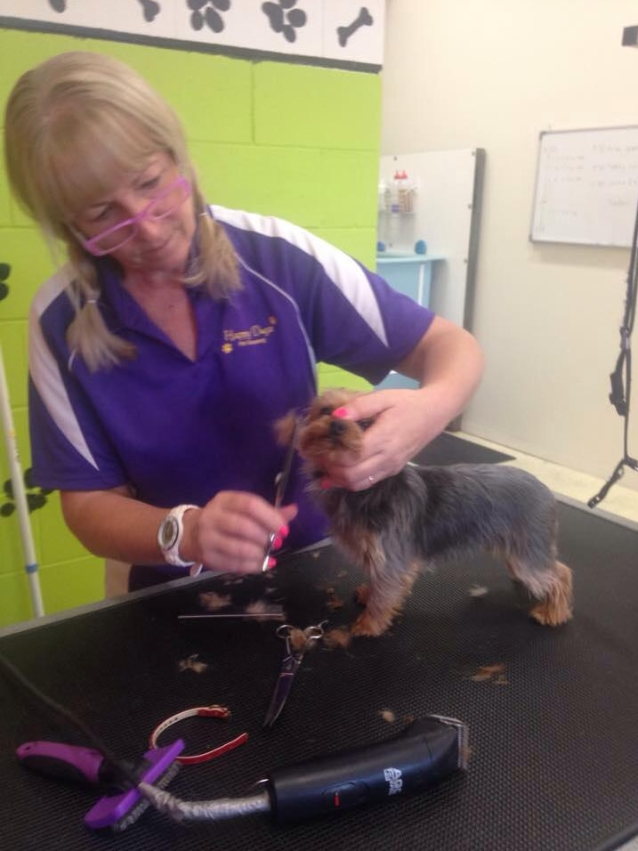 One of Depp's Yorkshire terriers being groomed at Happy Dogz