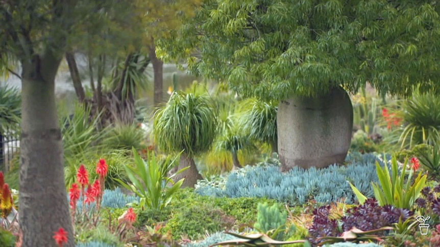 A garden filled with a range of colourful succulent plants.