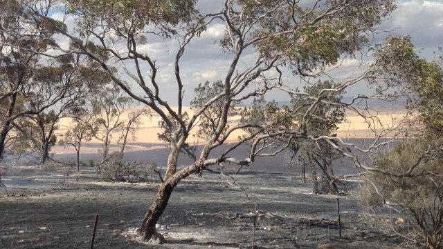 Fire at Nantawarra